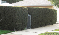 hedge-fence-chain-link-gate