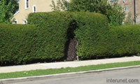hedge-fence-gates