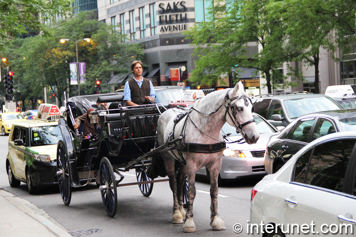 Carriage ride on Magnificent Mile