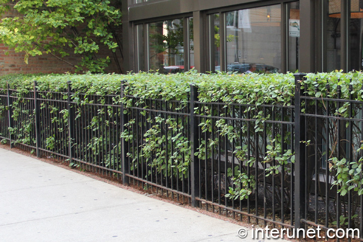combination of steel fence with hedge