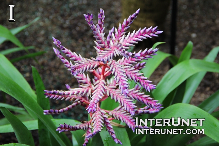 Aechmea x ‘Blue Tango’ Bromeliaceae