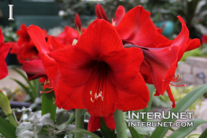 amaryllis-red-flower