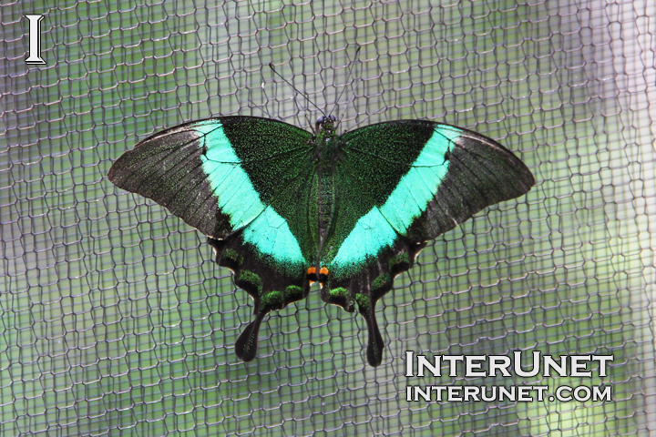 Banded-Peacock-Papilio-palinurus