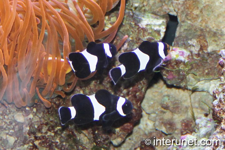 Black & White Ocellaris Clownfish