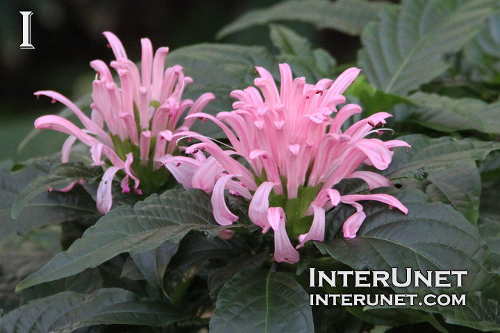 Brazilian-Plume-Justicia-carnea-Acanthaceae