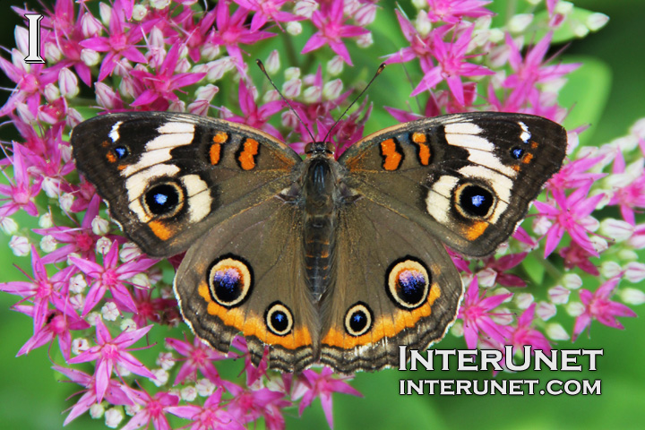 Buckeye-Junonia-coenia-beautiful-butterfly 