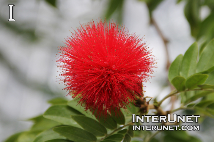 Calliandra-haematocephala-Leguminosae