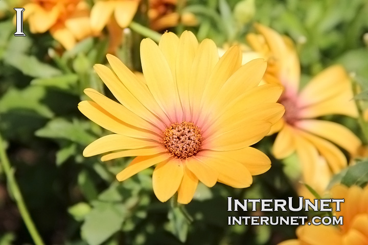 Cape Daisy Osteospermum Hybrid ‘Zion Orange Magic’