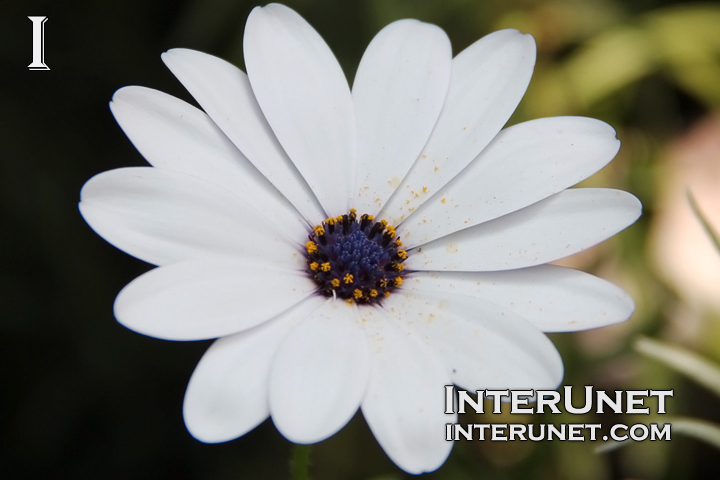 Cape Daisy Osteospermum Hybrid ‘Sideshow White’