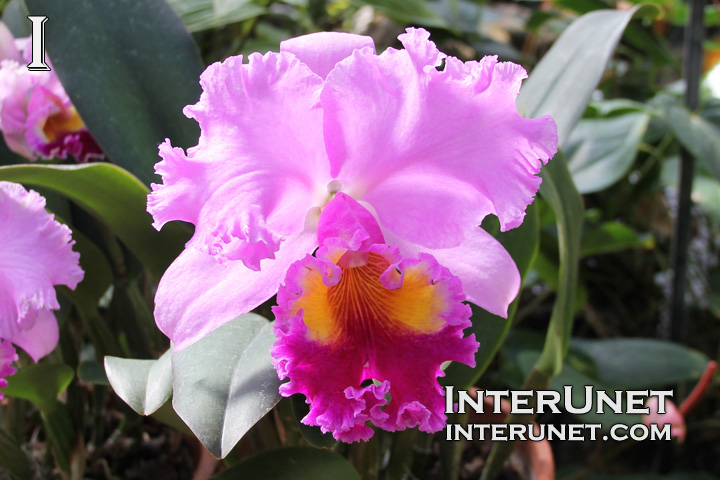 Cattleya-Orchid-Cattleya-Hybrid-Orchidaceae-amazing-flower