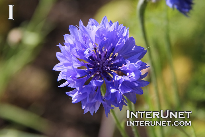 Centaurea-cyanus-Blue-Boy-Bachelor’s-Buttons