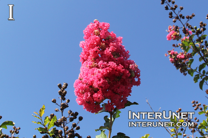 pink Crape Myrtle