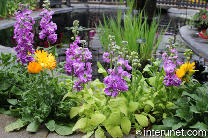 Flowers-in-Lincoln-Park-Conservatory