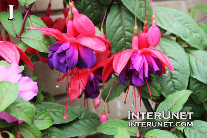 Fuchsia-Hybrid 