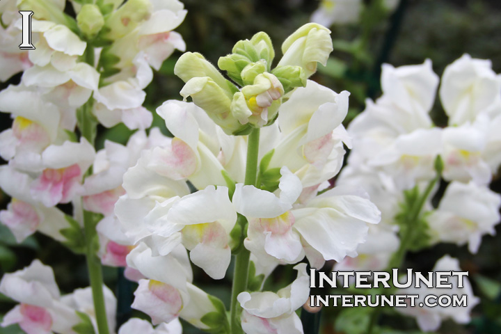 Greenhouse-Snapdragon-Antirrhinum Majus, Scrophulariaceae
