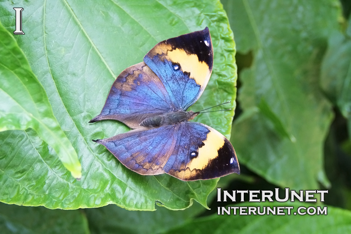 Indian Leaf Butterfly, Kallima paralekta