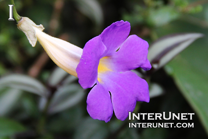King’s-Mantle-purple-flower