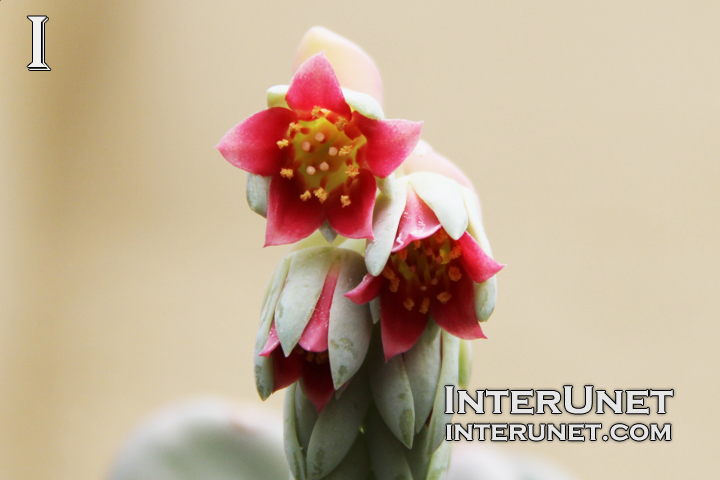 Mexican-Blue-Haze-Pachyphytum-Crassulaceae