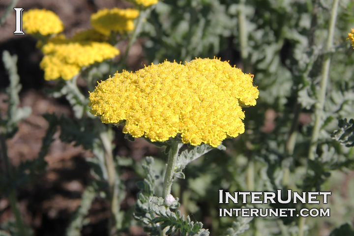 Moonshine-Yarrow-yellow-flower