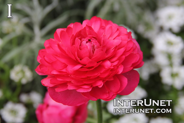 ranunculus-gorgeous-red-flower