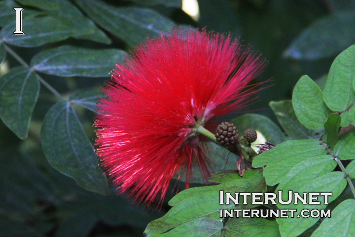 Red Powder Puff - Calliandra haematocephala