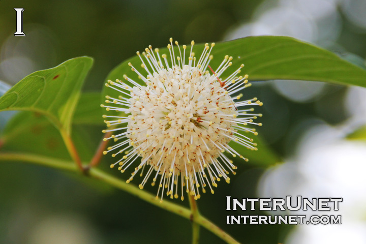 The Buttonbush (Cephalanthus occidentalis)