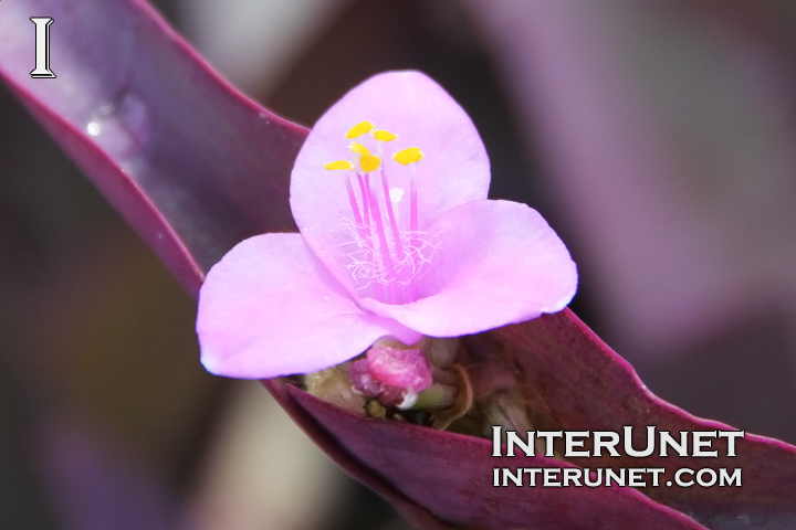 Tradescantia Pallida ‘Purpurea’ Purple Heart, Spiderwort Family (Commelinaceae)