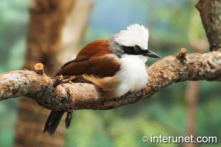 White-Crested-Laughing-Thrush