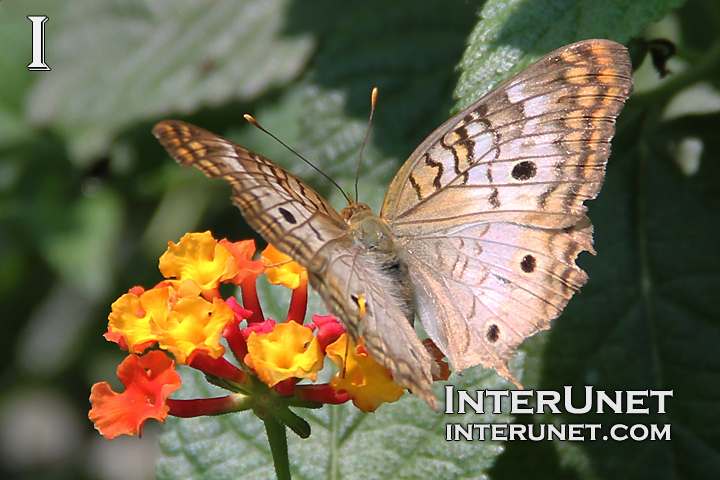 White-Peacock-butterfly-Anartia-jatrophae