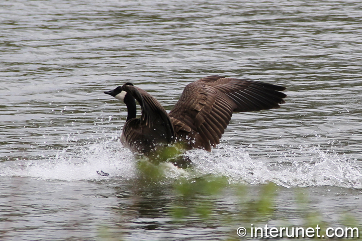 wild-goose-landing-on-the-lake