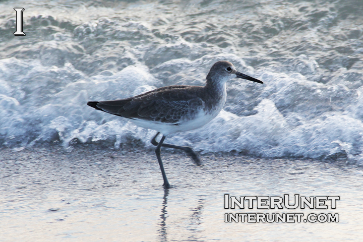 Willet Tringa semipalmata