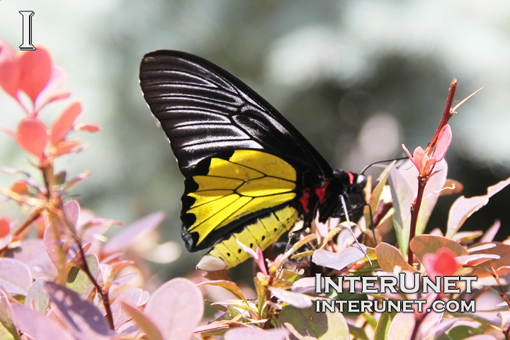 yellow-black-white-butterfly