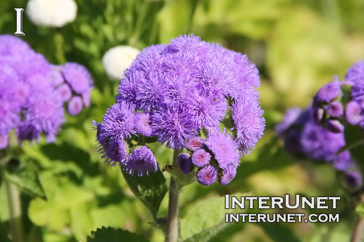 Ageratum houstonianum ‘Everest Blue’