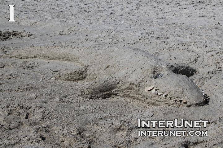 alligator-like-creature-made-from-sand-on-the-beach