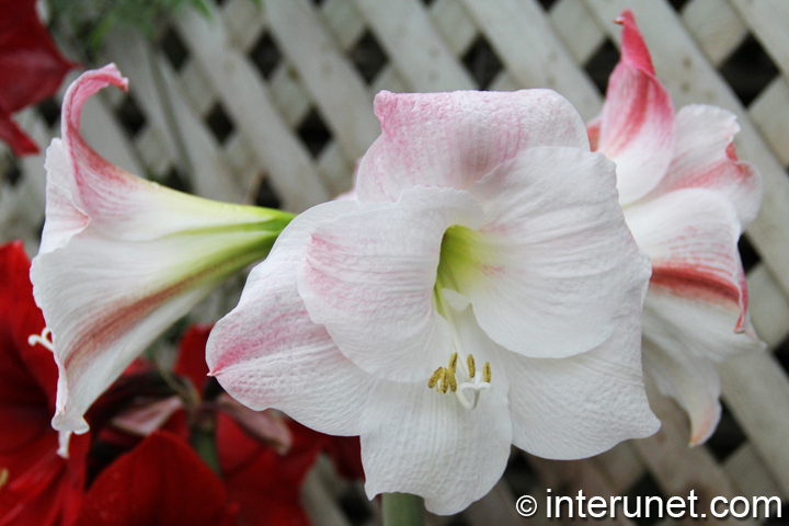 white-amaryllis-flower