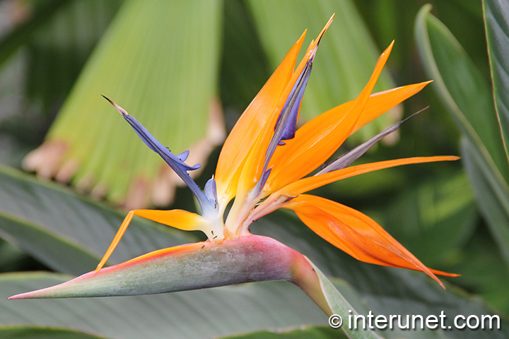 amazing-orange-purple-flower