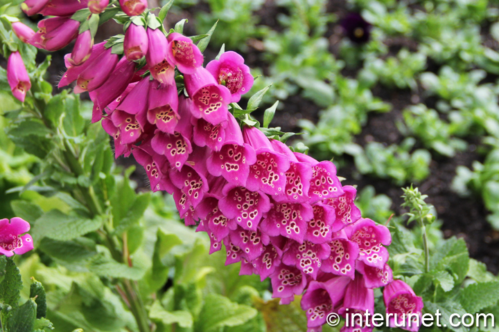 amazing-purple-spring-flowers