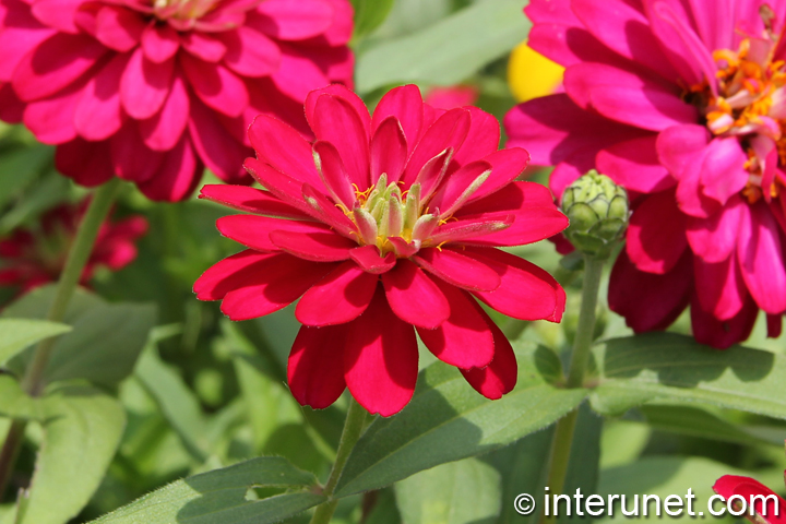 amazing-red-flower