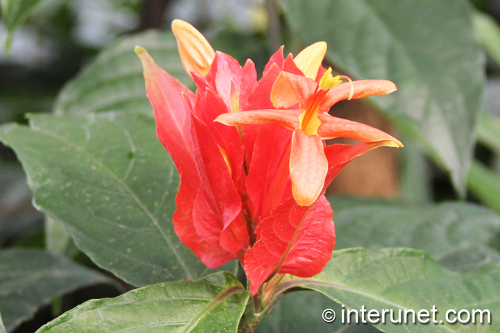 amazing-red-flower