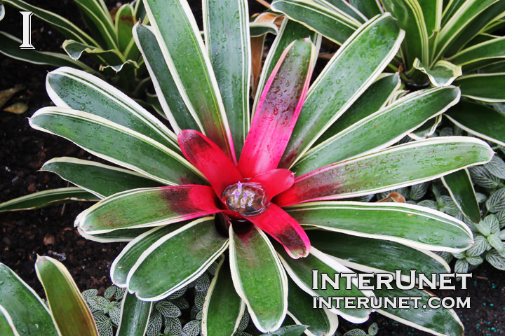 amazing-water-filled-pink-green-flower