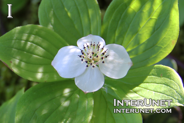 amazing-white-wild-flower