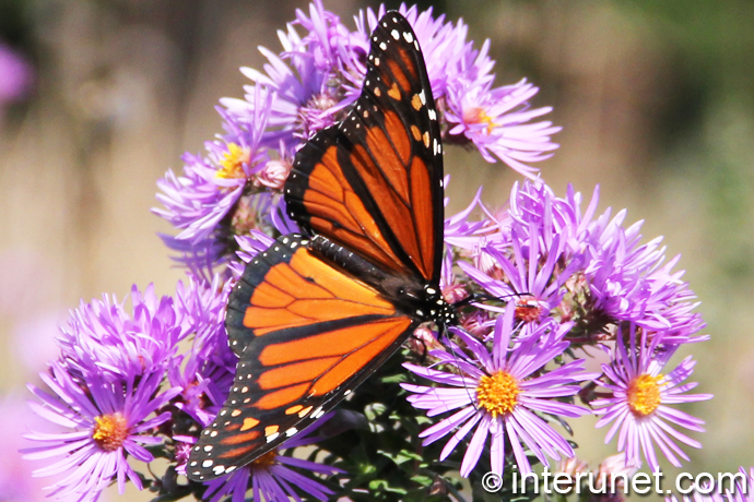 beautiful-butterfly-on-flower