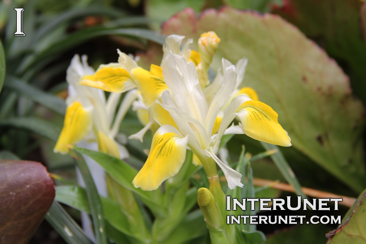 beautiful-flower-yellow-white