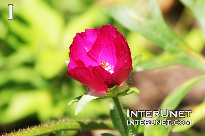 beautiful-pink-flower