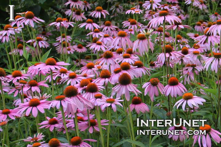 beautiful-purple-flowers