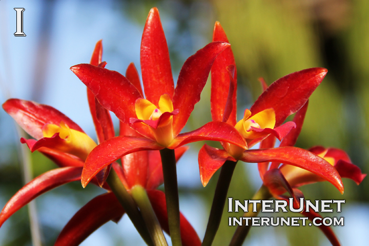 beautiful-red-flowers