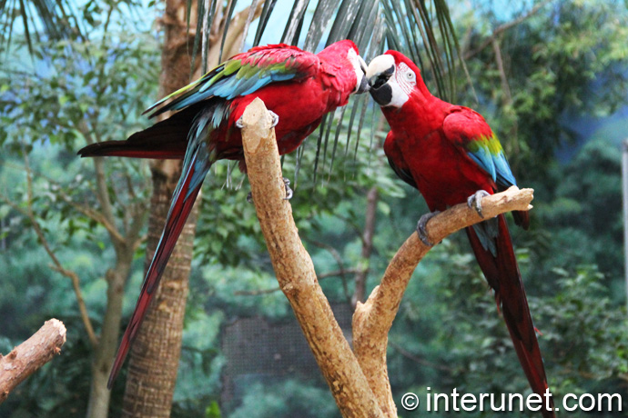 beautiful-red-parrots-kissing