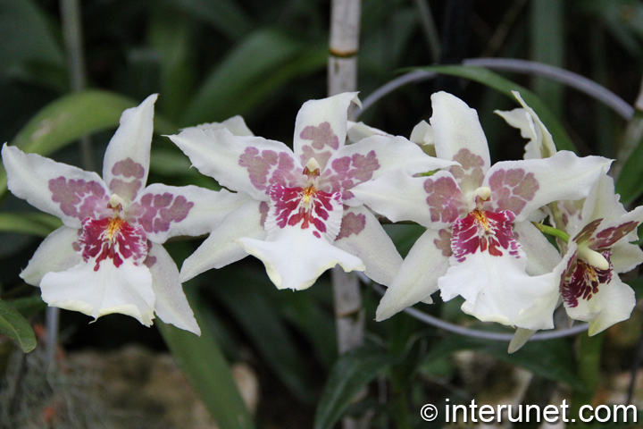 beautiful-white-spring-flowers