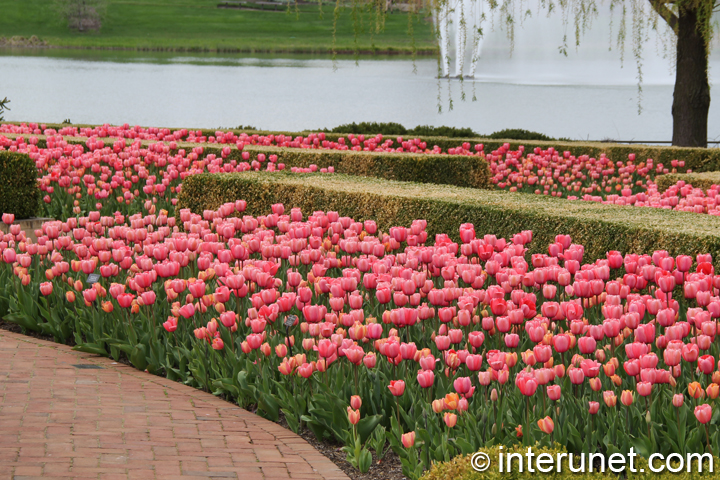 beautiful-tulips