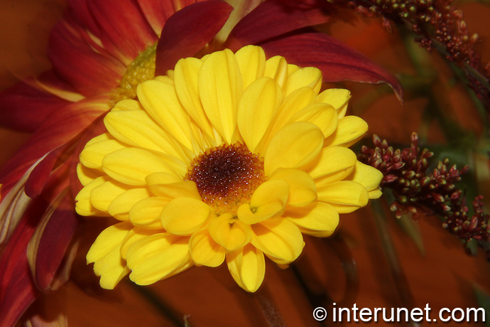beautiful-yellow-flower